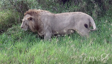 狮子吃草